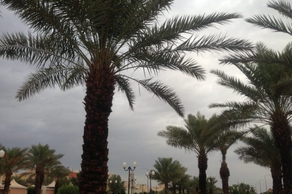 حديقة الواحة الرياض – (الموقع + مواعيد العمل +الخدمات)