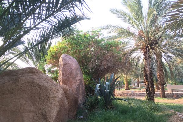 حديقة الأمير محمد بن عبد العزيز المدينة المنورة – (الموقع + مواعيد العمل +الخدمات)