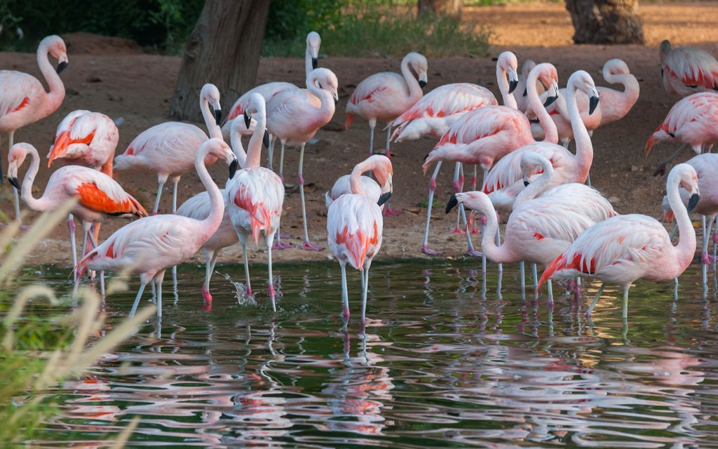 حديقة حيوانات العين ابو ظبي
