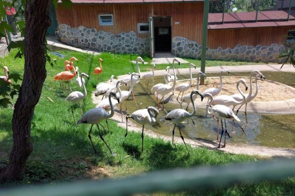 حديقة الحيوانات فاروق يالجين اسطنبول – (الموقع + مواعيد العمل +الخدمات)