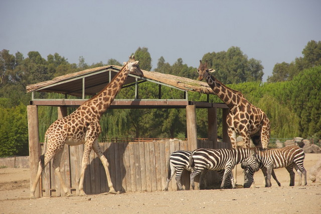 موقع حديقة الحيوانات في ازمير